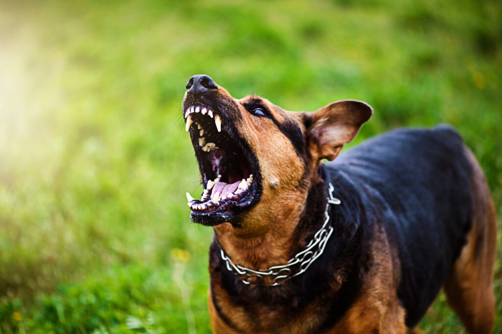 dog bite