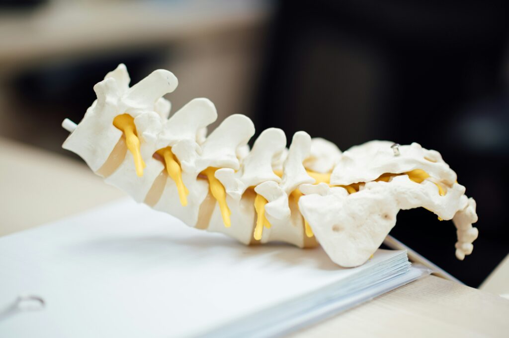image of spinal cord